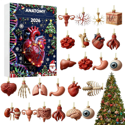Anatomi Adventskalender 2026 | 24 organ som julhängen