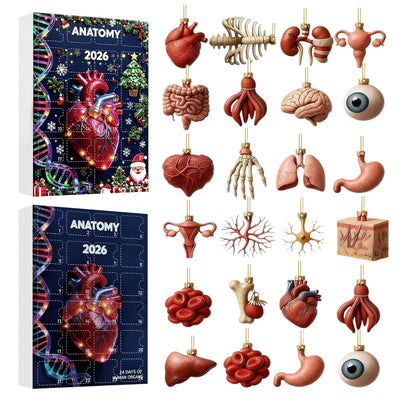 Anatomi Adventskalender 2026 | 24 organ som julhängen