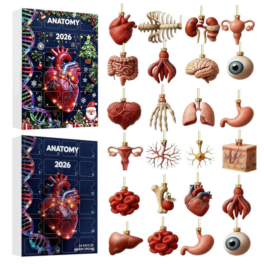 Anatomi Adventskalender 2026 | 24 organ som julhängen