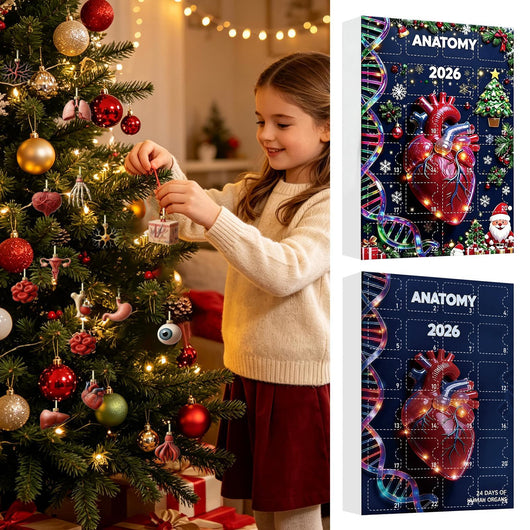 Anatomi Adventskalender 2026 | 24 organer som julepynt